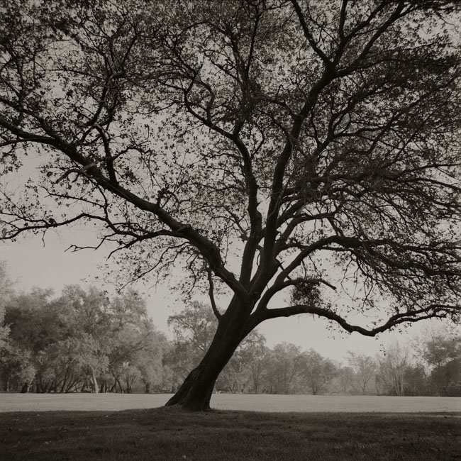 Leaning Tree