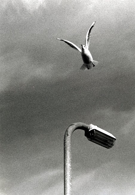Leap
