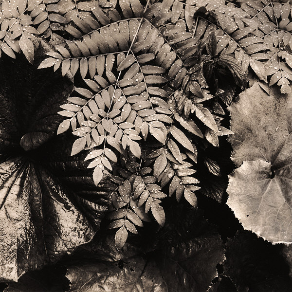 leaves #2