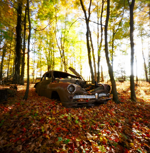 Leaves All Around