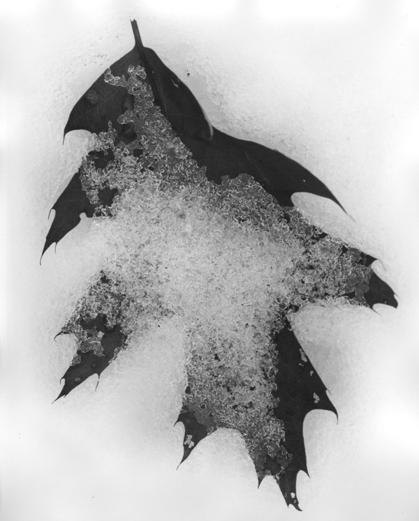 Leaves and Snow 1