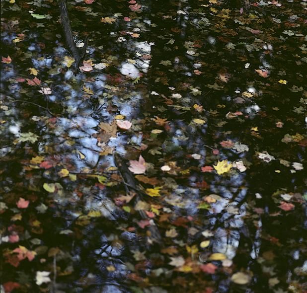 Leaves and water