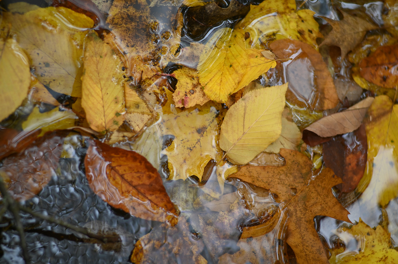 Leaves And Water