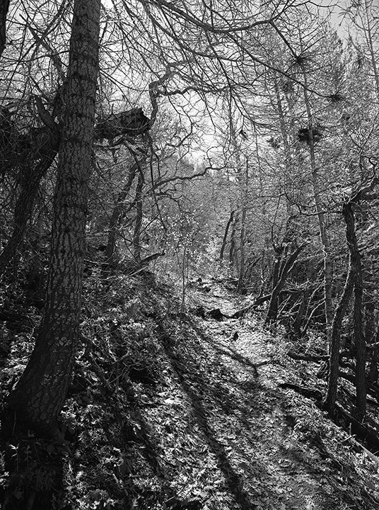 Leaves Falling, Pino Trail