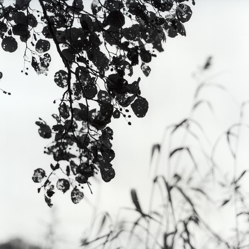 Leaves/grass