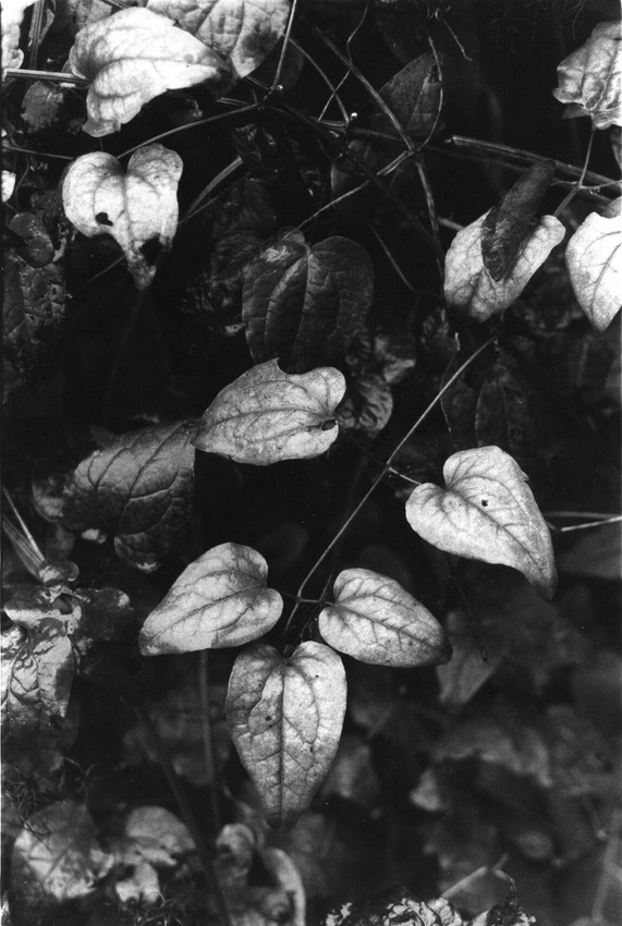 Leaves in soft light