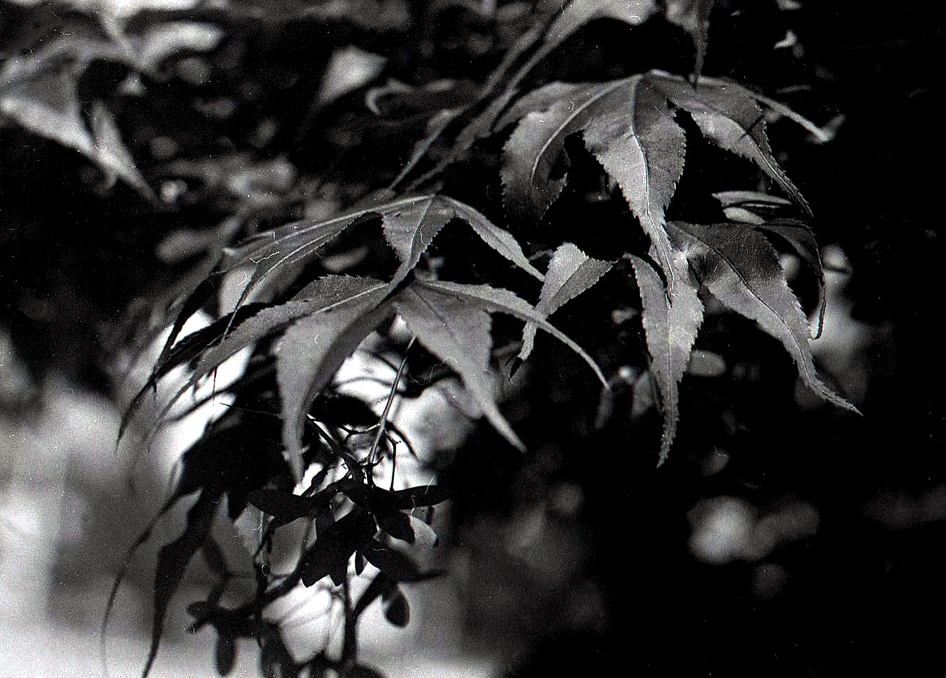 Leaves.jpg