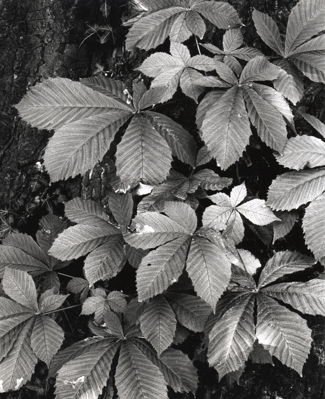 Leaves,  MSA jan-feb 2019