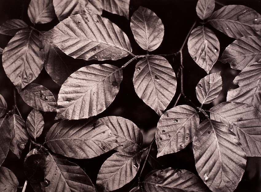 Leaves of beech