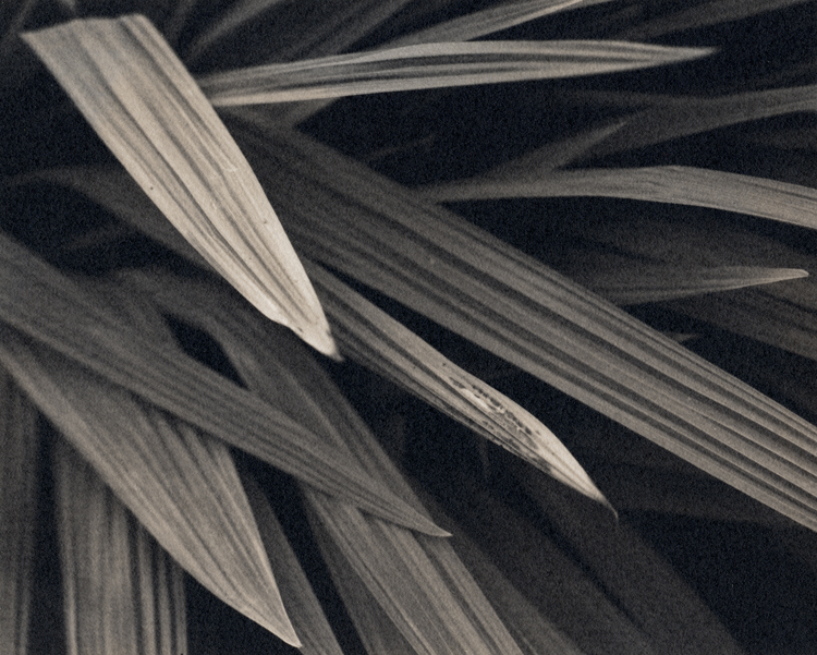 Leaves, on Art300