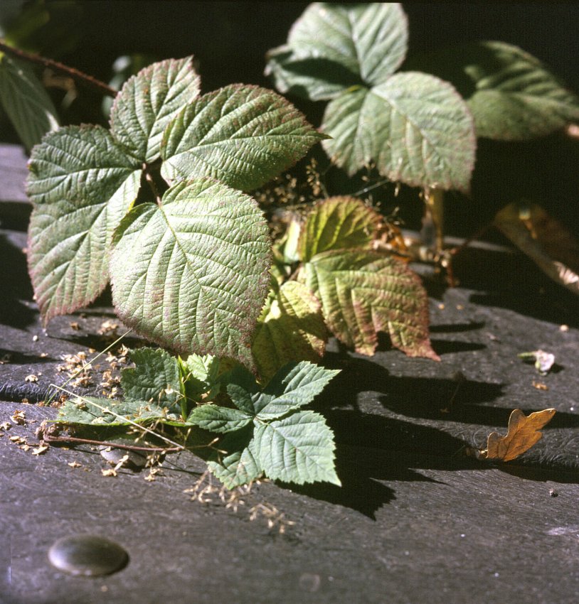 Leaves on Seat : C220