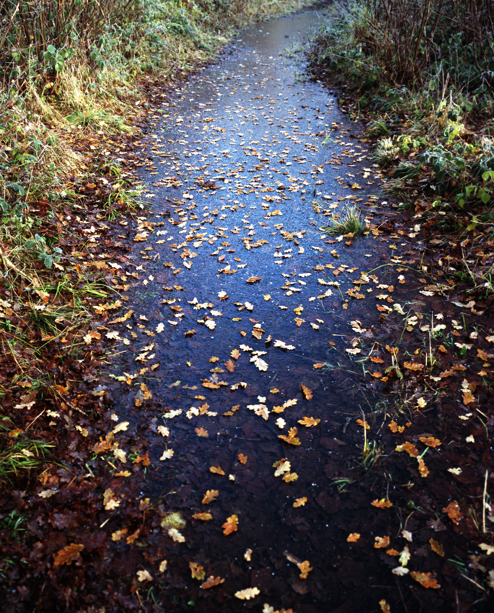 Leaves on thin ice