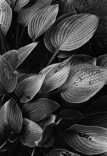 Leaves