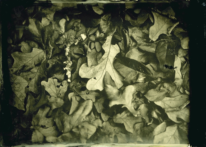 Leaves