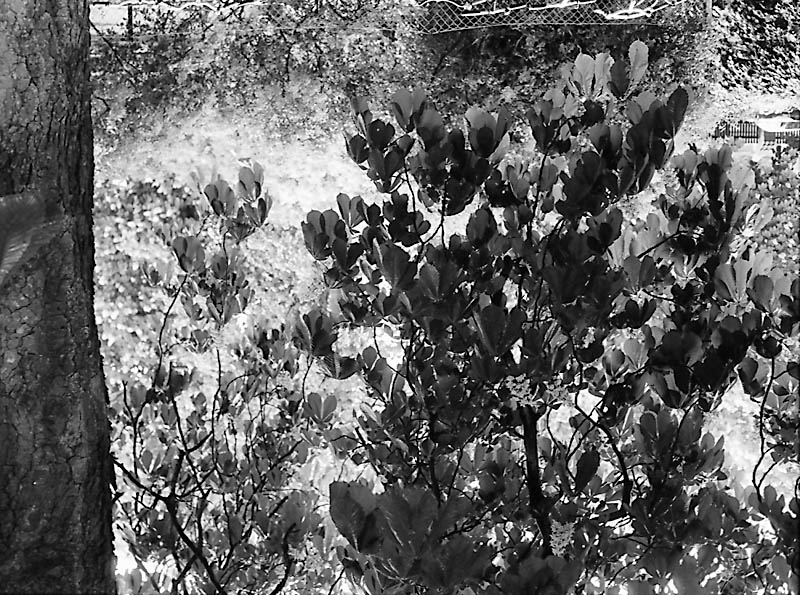 Leaves