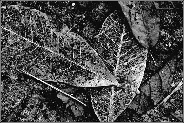 Leaves
