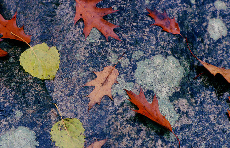 Leaves