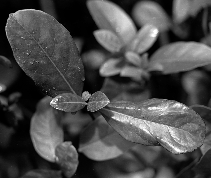 Leaves