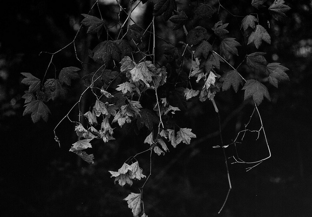 Leaves