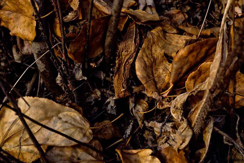 leaves