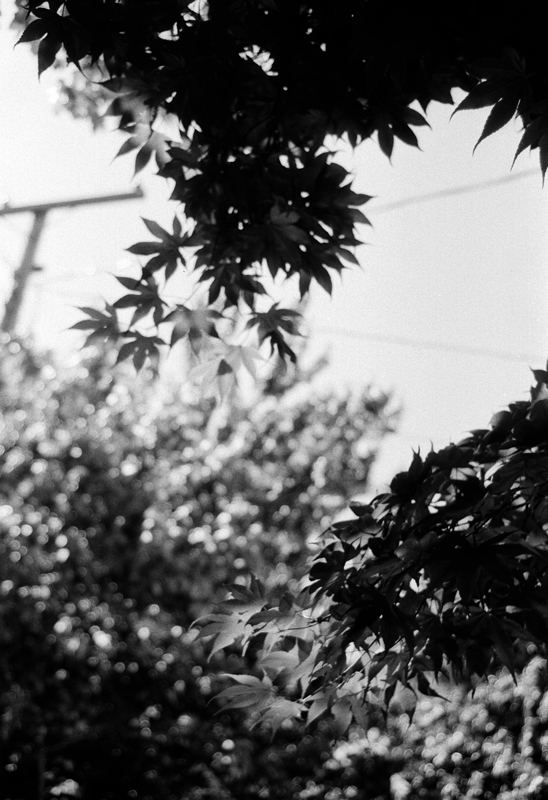 Leaves