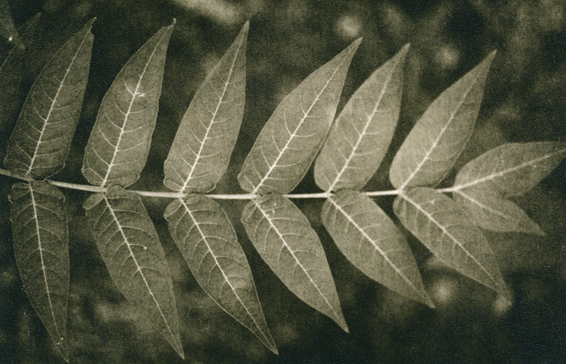 Leaves
