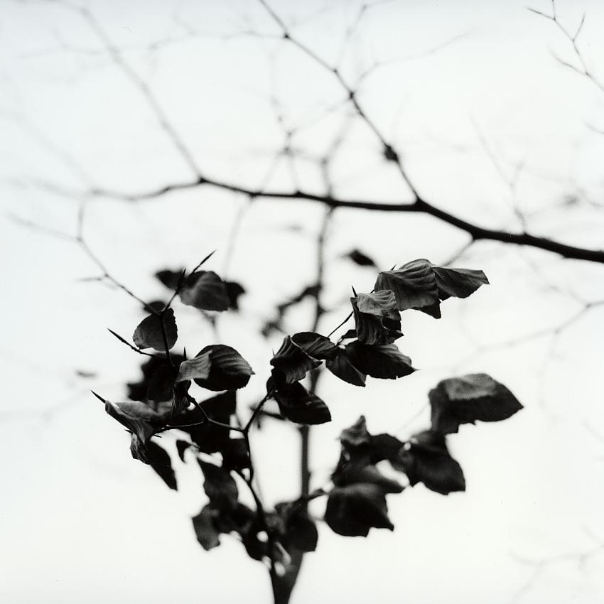 Leaves