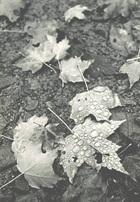 Leaves