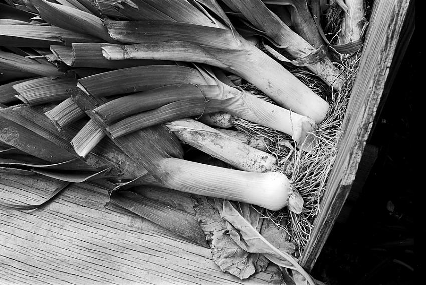 leeks