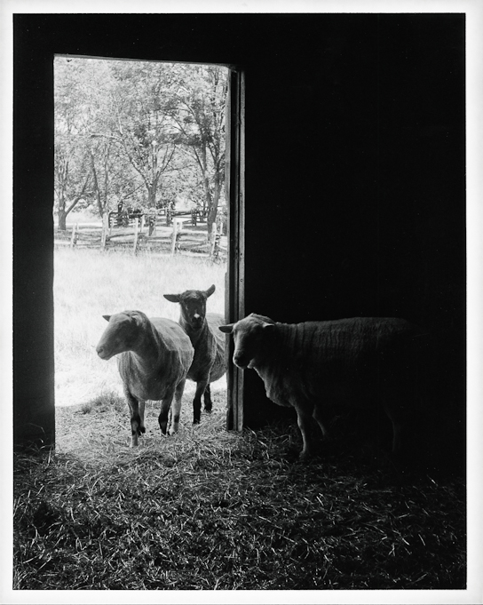 leicam4-2 summ50 15 8x10rcpaper elnikkor50 2015357