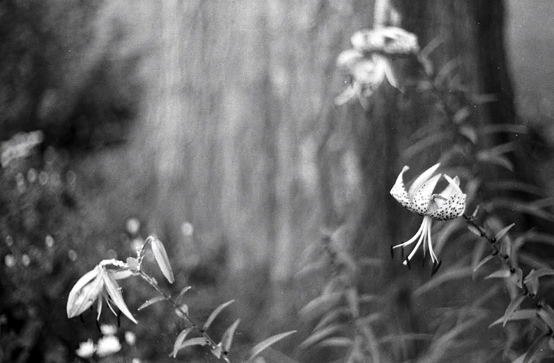 Leopard lillies ...