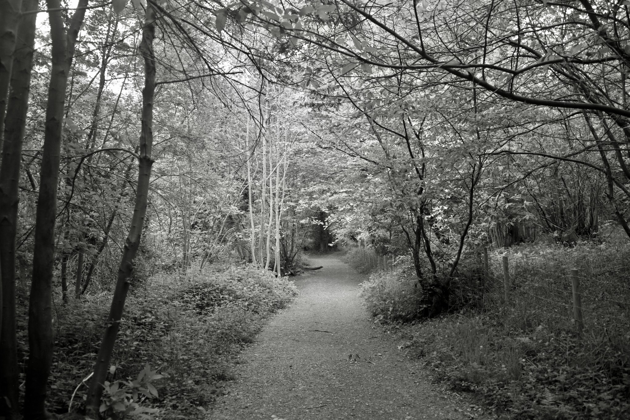 Lesnes Abbey Woods