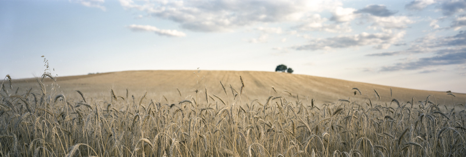 Let me bring you songs from the fields ...