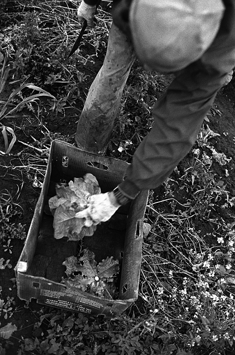Lettuce Harvest