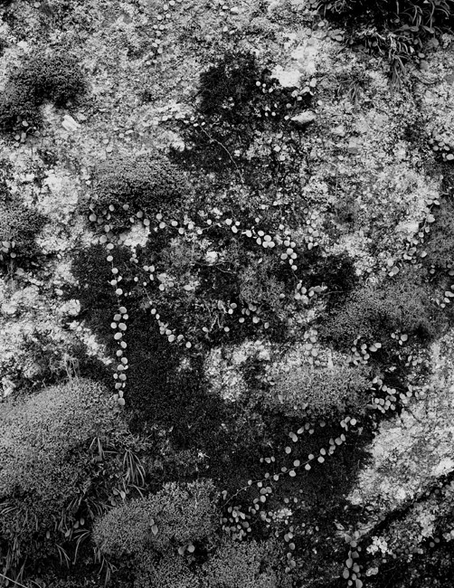 Lichen and stuff on a rock.