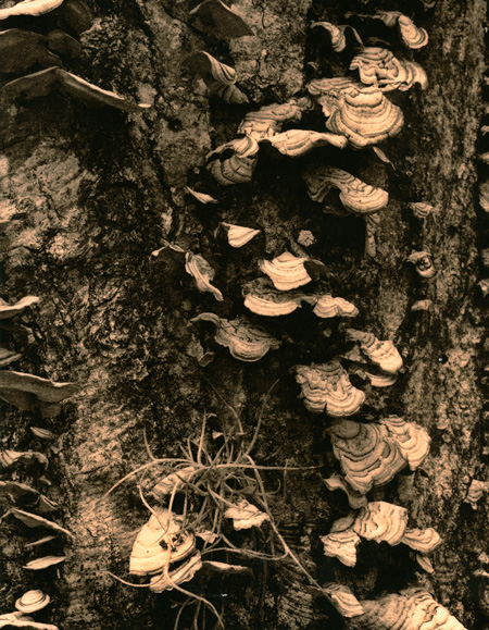 lichen lith