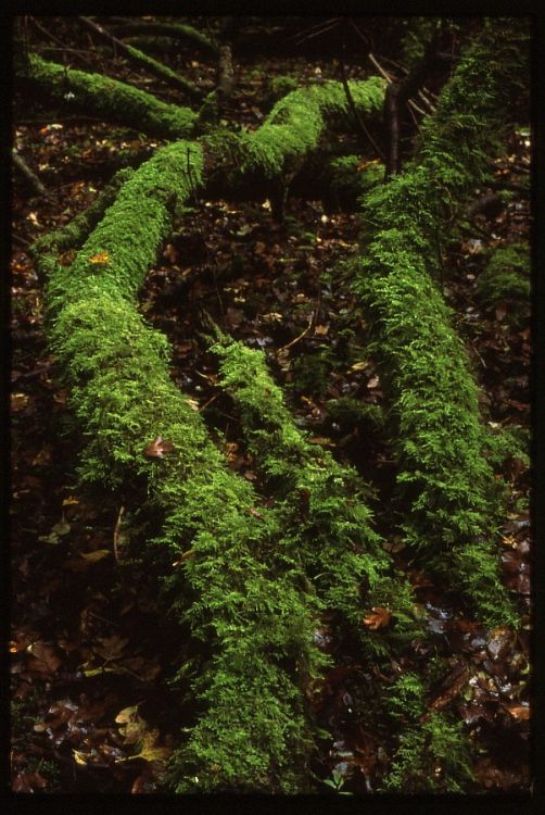 Lichen.
