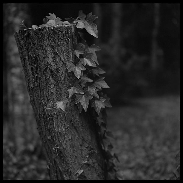 Life After Life