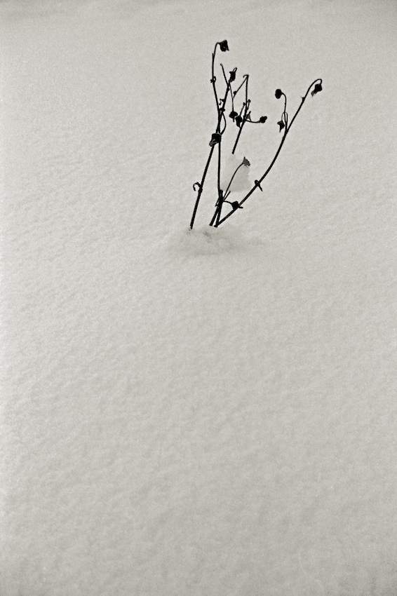 Life will find a way