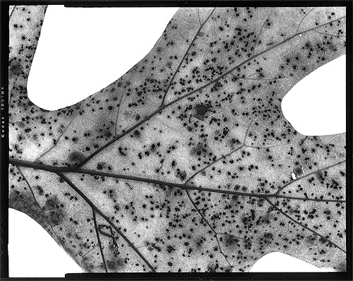 Light Leaf #2