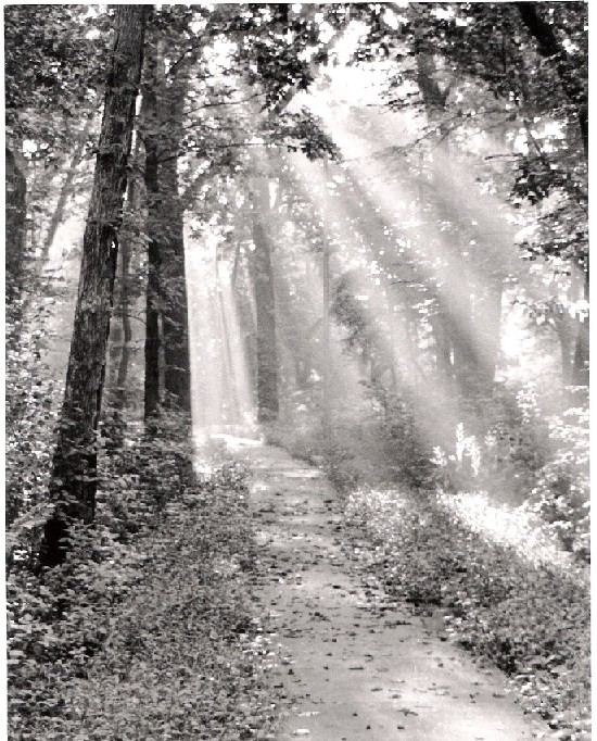 light on the trail