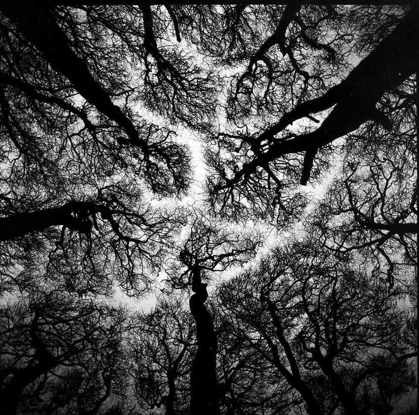 Lightning Trees