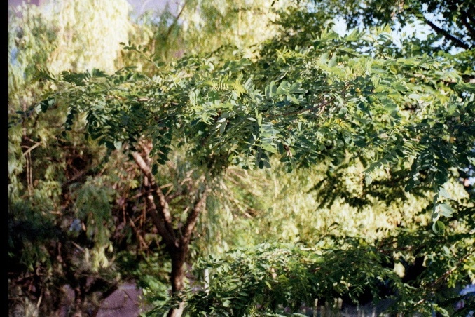 Like a painting, Leica Minii Zoom