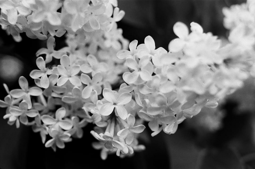 Lilac #1