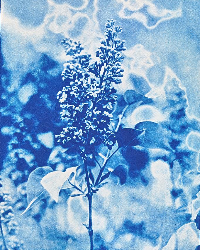 Lilac Lith