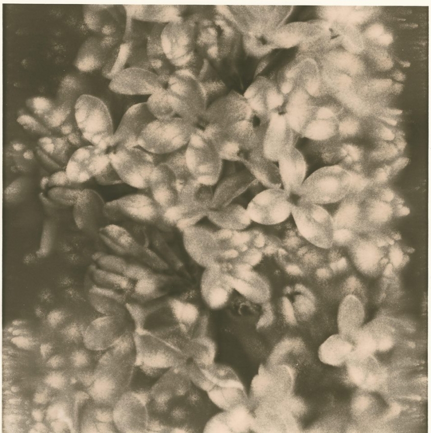 Lilac Lith