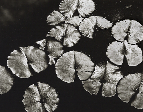 Lilies, 2005 - Holiday Special Edition Print