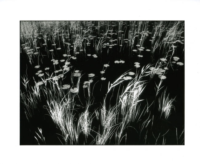 Lilies