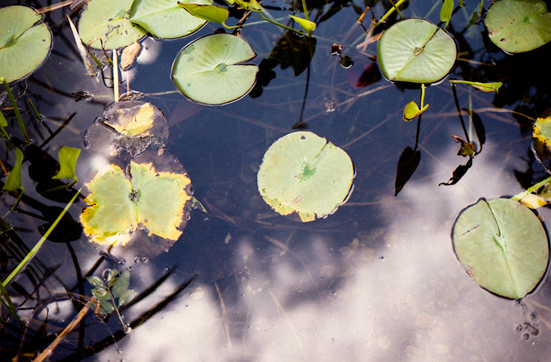 Lilies.