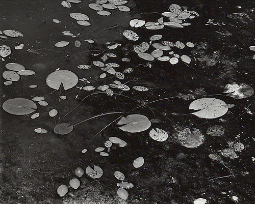 Lilies